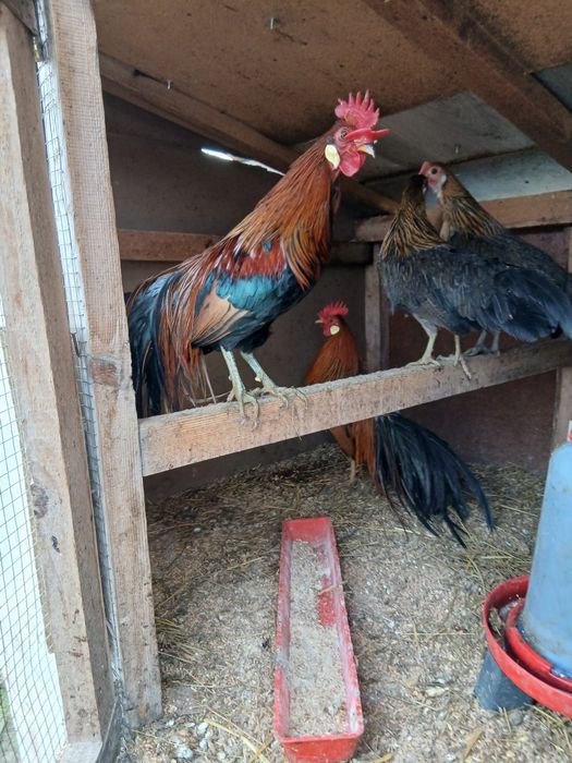 Cocoși Phoenix 2025/schimb