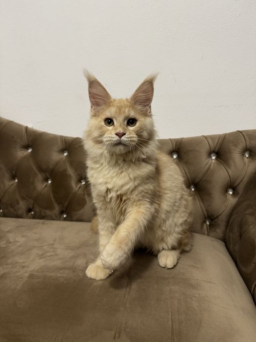 Femela maine coon felisa autorizata