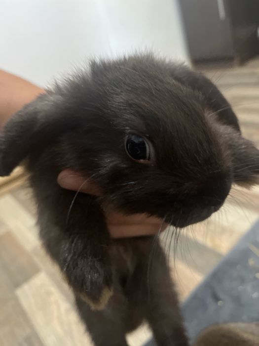 Декоротивные кролики