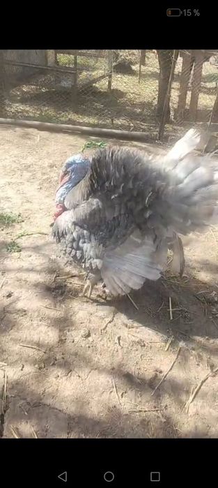 Хорошии тауык куры