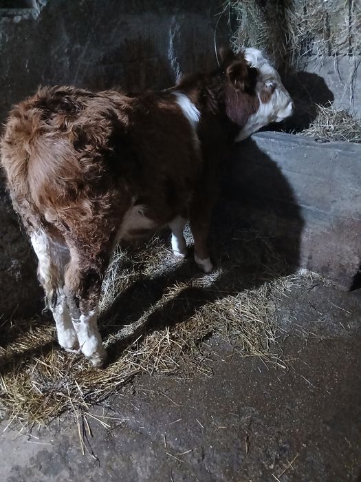 Vând doi tauri și o vițea bălțată