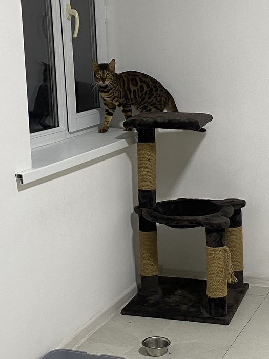 Бенгальская кошка