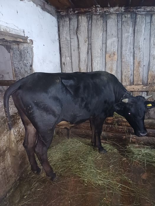 Продам быка 15мес.