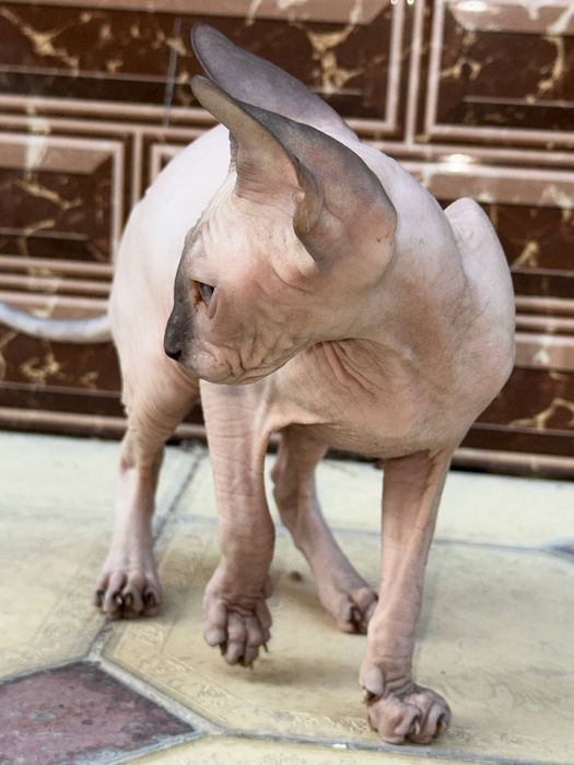 продаётся котёнок