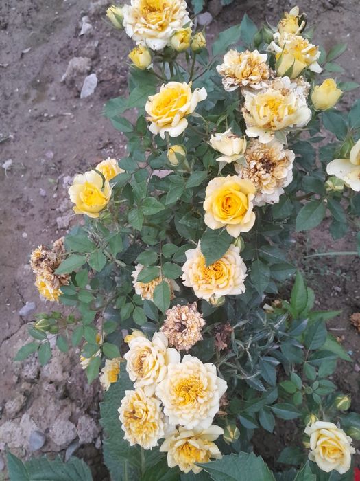 Atirgul kochatlari
