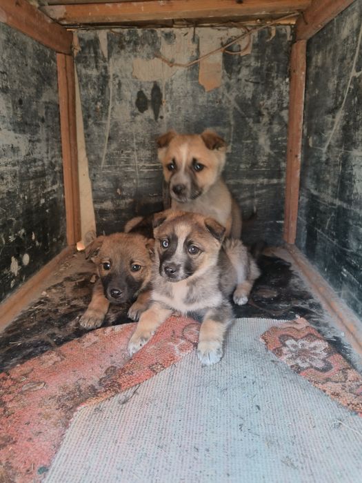 Отдам щенков в хорошие руки