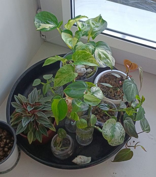 Продам коллекцию ароидных растений