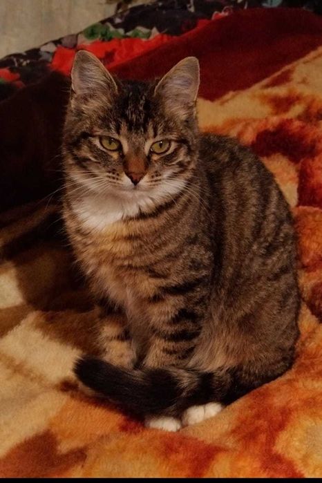 Отдам котёнка в добрые руки