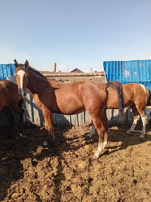 Продам тай кобылка