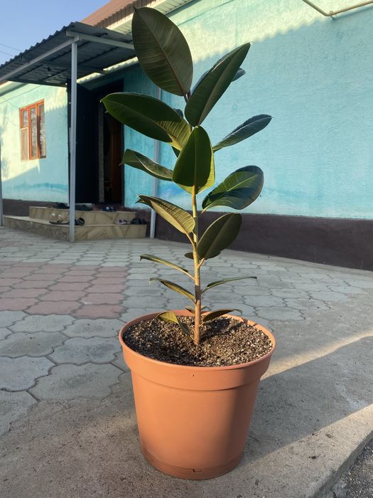 Фикус Эластика.