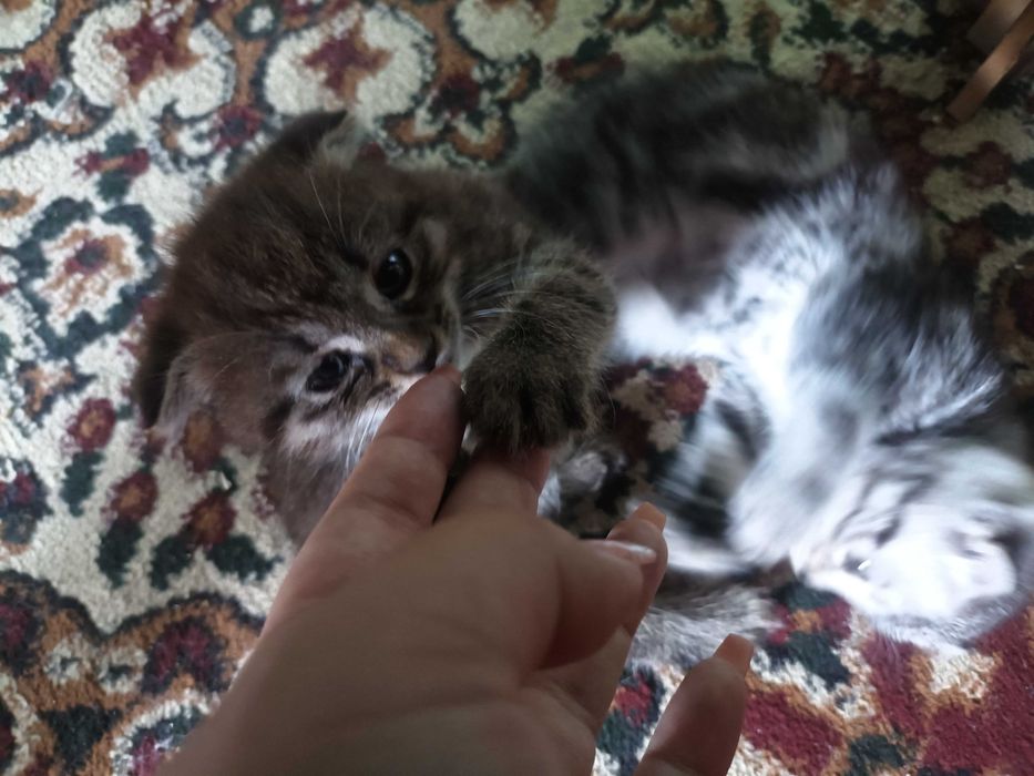 Продаются котята 300.000