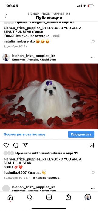 Мальтезе щенки мини