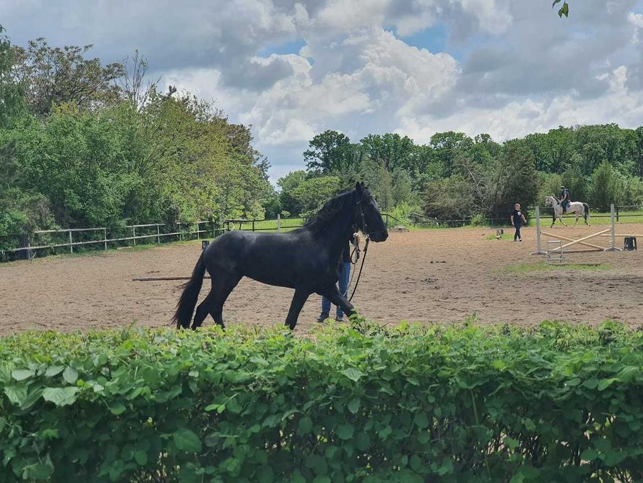 De vânzare: Iapă Friesian (7 ani) și Mânz (2 ani)  preț redus ambii 12.000 euro – Snagov, Ilfov
