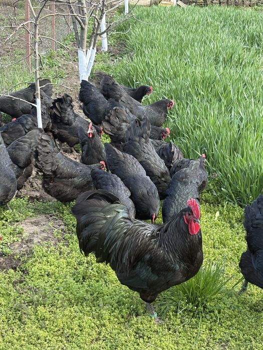 Gaini australorp negru