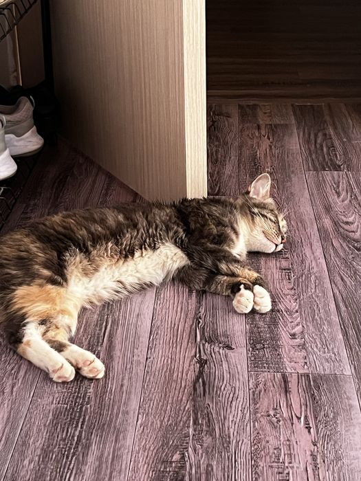 Кошечка домашняя