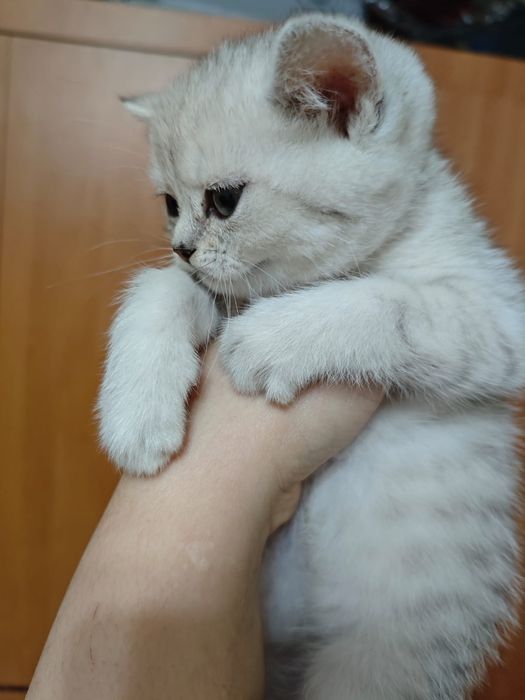 Шиншилла серебро котятки