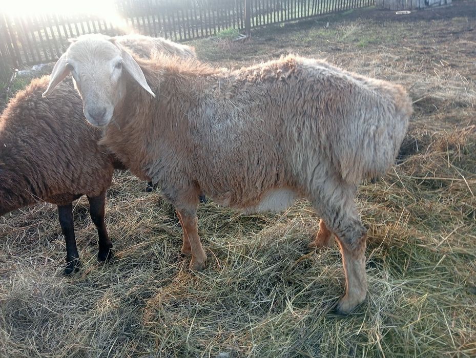 Кошкар на обмен поменять кровь