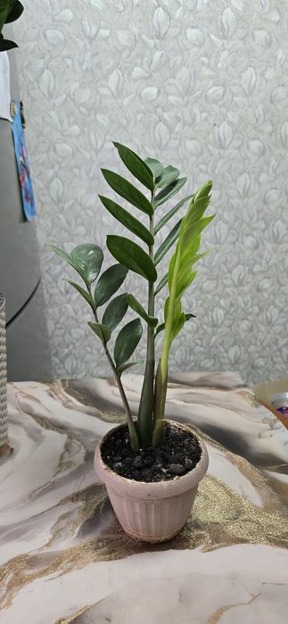 Замиакулькас доллоровое дерево