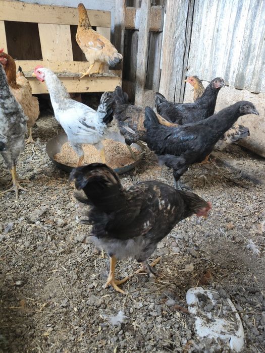 Продам петушков разных