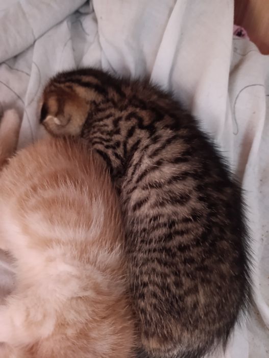 Продам шотландских котят