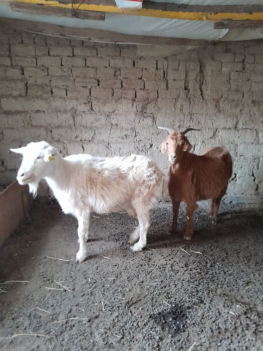 Ешкілер сатылады.