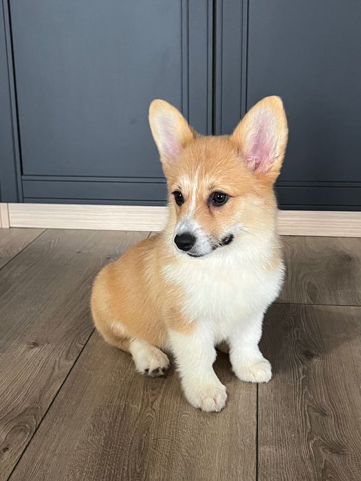 Welsh Corgi Pembroke