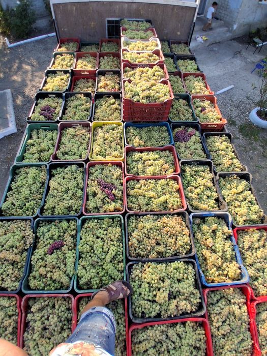 Struguri de vin productie 2026 livram in toata tara pentru detali 0735644732 asteptam comenzi
