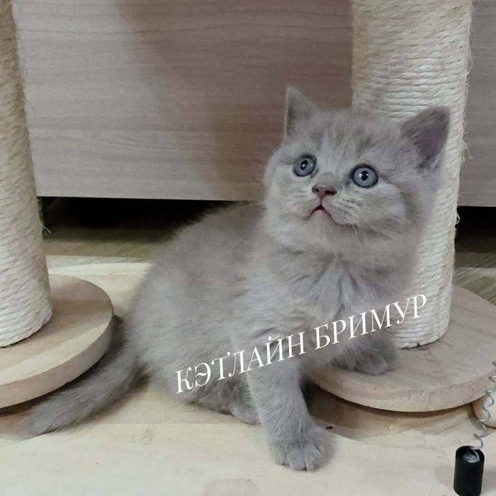 Британские котята. Пиномник.