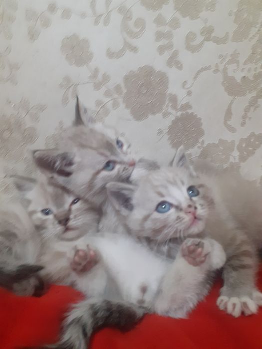 Продам шотландских котят.