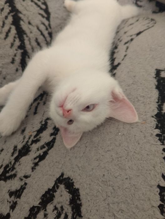 Продаются котята