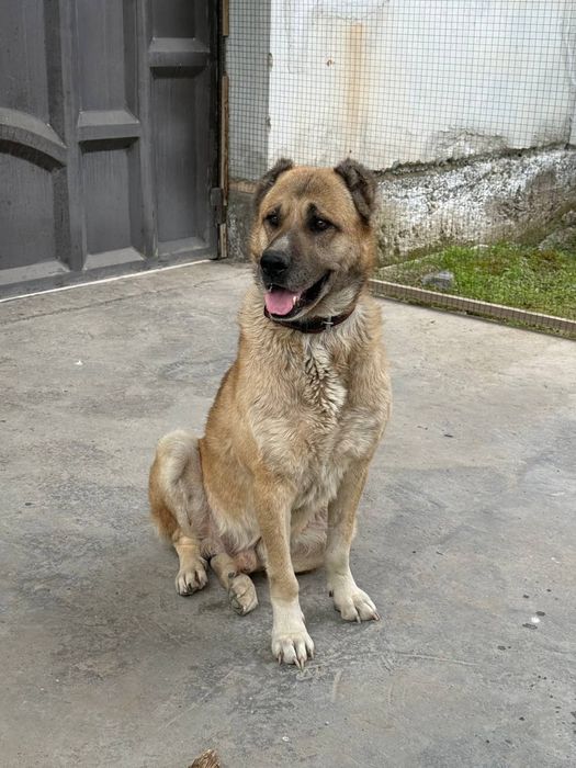 Собака чупони отдам даром