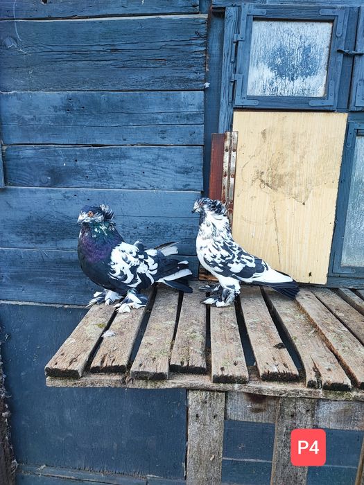 Uriași Maghiari de vânzare