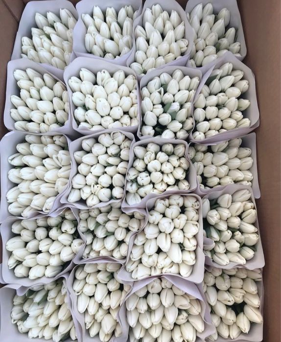 Тюльпаны по оптовым цене