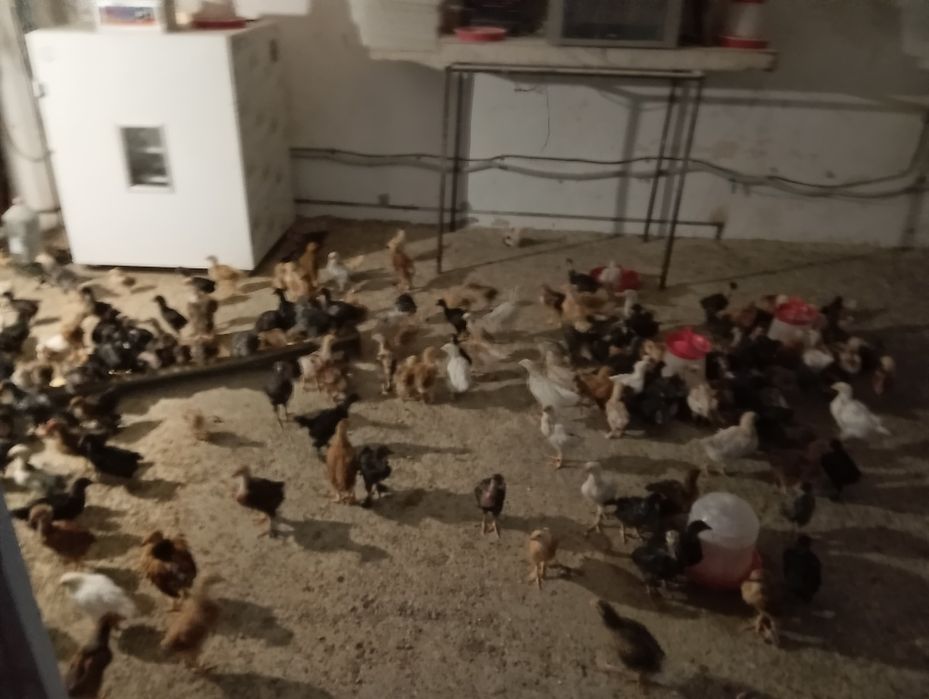 Vand pui de și găini.