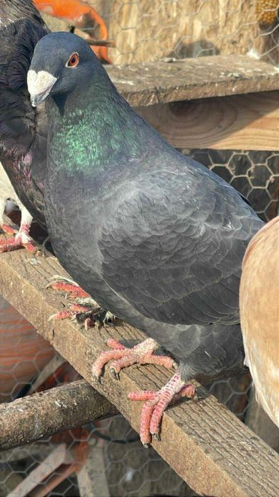 Porumbeii de vânzare