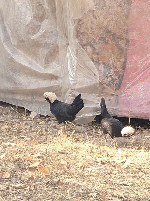 Gollandskiy tovuqlar