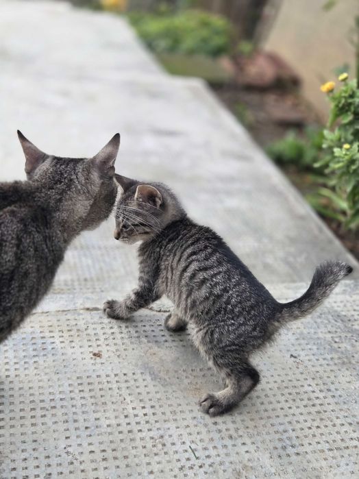 Se dă spre adopție pisicuțe