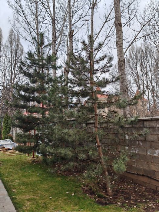 Туя чёрная сосна