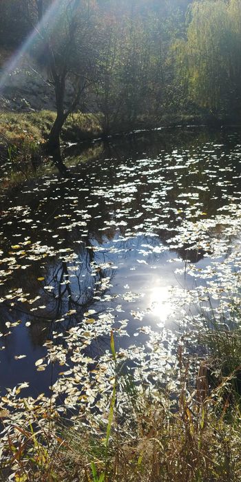 Proprietar -Vand sau Schimb- Casa si teren in Preluca Noua - Maramures