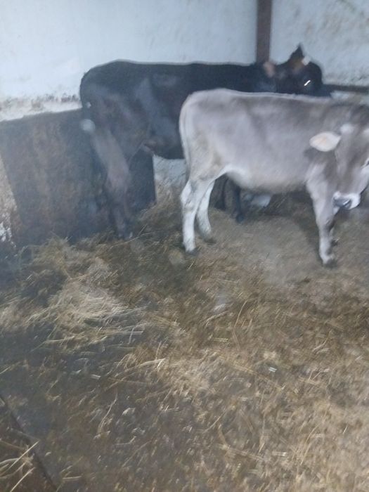 Vaci cu lapte jurinci și viței de vânzare
