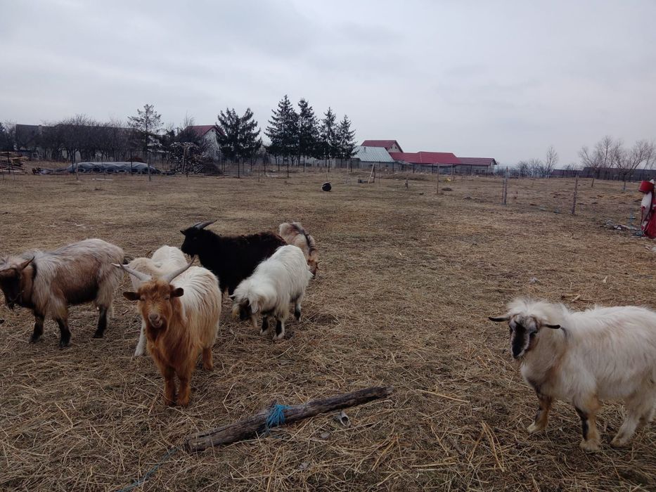 Vând iezi tineri care au 10 luni
