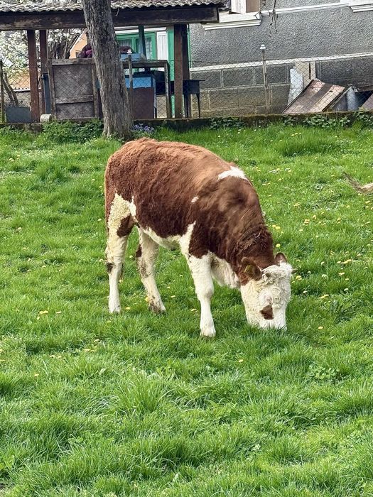 Juninca bălțată romaneasca 14 luni