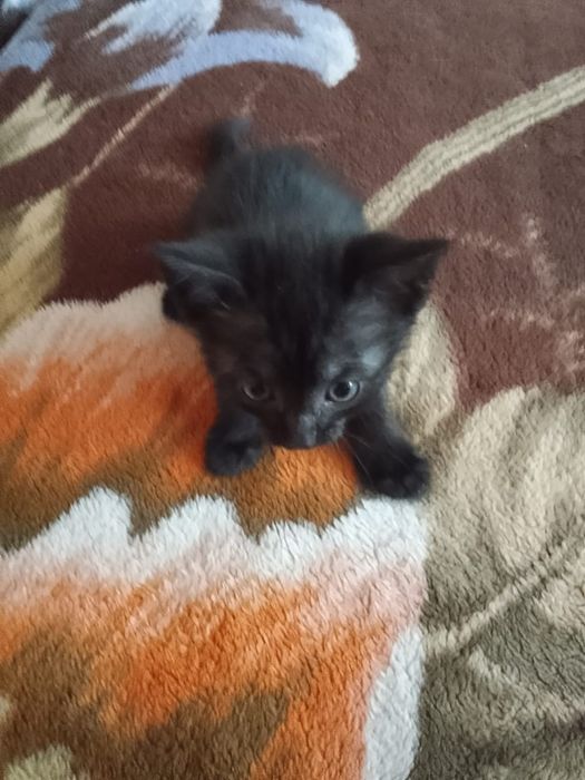 Котята 4 мальчика , 1 девочка .