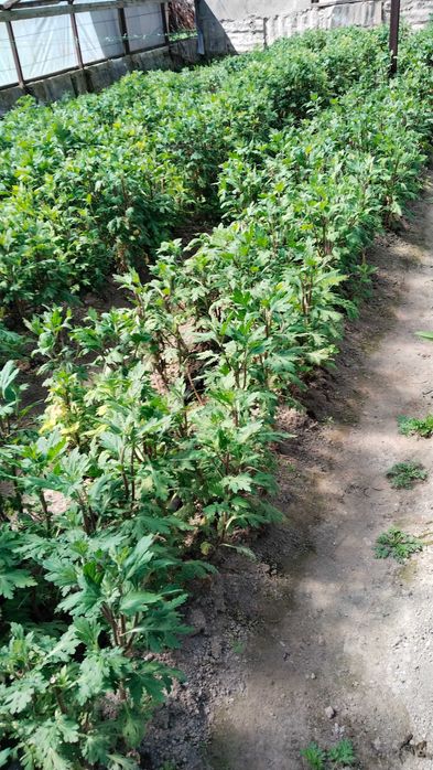 Сажанцы хризантемы