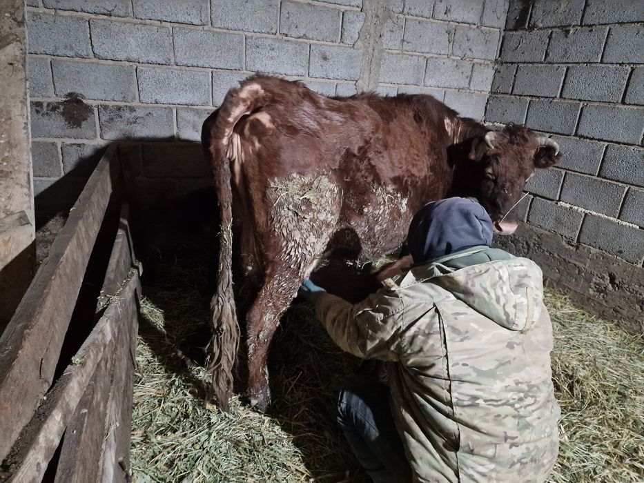 Симентал сиыр сатылады