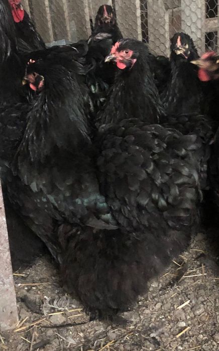 Vand cochinchina urias negru