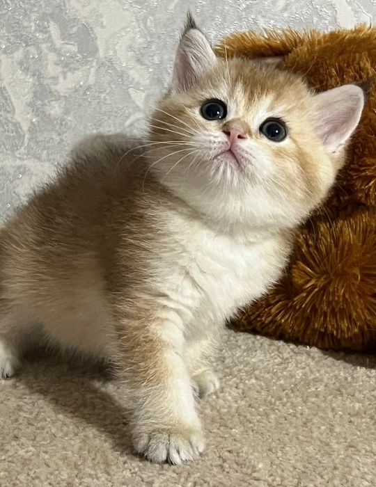 котенок Британец девочка золотая шиншилла ny11 котят