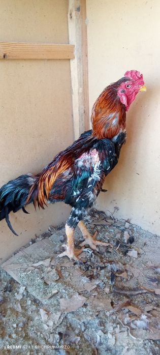 Shamo dakanlari zoʻr xoʻrozlarni oʻldirgan bular