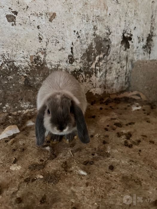 Mitti dekorativ quyonlar sotiladi