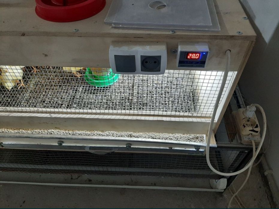 Сатылымда брудер